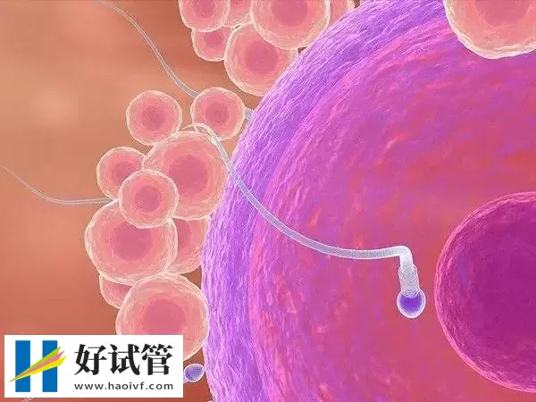 夜针后卵泡不破怎么办(图1) 夜针后卵泡不破怎么办(图1)