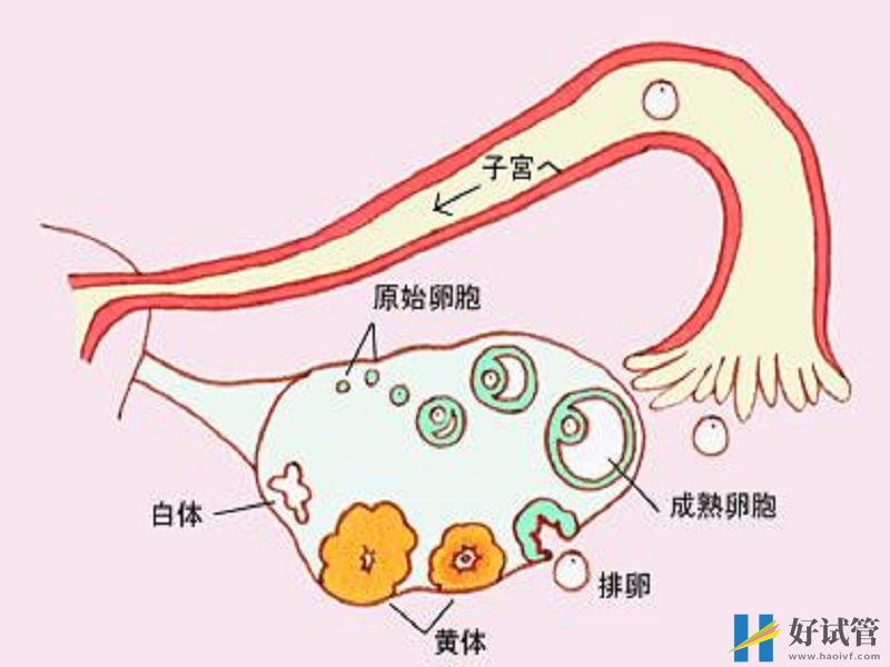 女性如何检测是否卵巢早衰?AMH、FSH..给你答案(图2) ahm是评估女性卵巢功能的重要指标